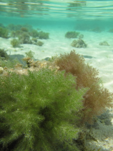 L. intricata at Heron Island reef flat (D. Bender-Champ, CC-BY-SA)