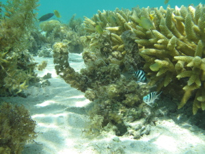 Reef flat community at Heron Island reef (D. Bender-Champ, CC-BY-SA)