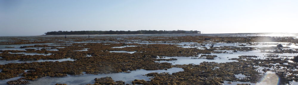 Coral Reef Ecosystems Lab