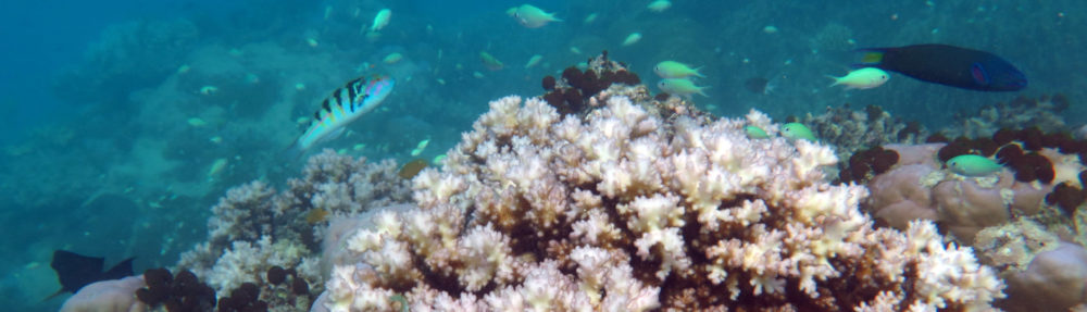 Coral Reef Ecosystems Lab