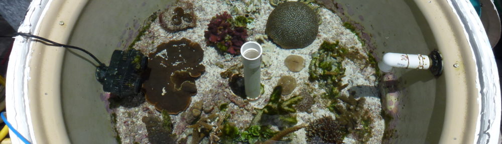 Coral Reef Ecosystems Lab