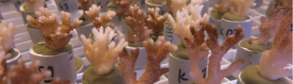 Coral Reef Ecosystems Lab