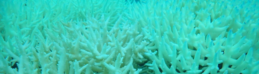 Coral Reef Ecosystems Lab