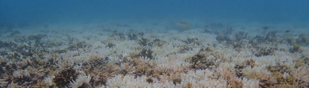 Coral Reef Ecosystems Lab