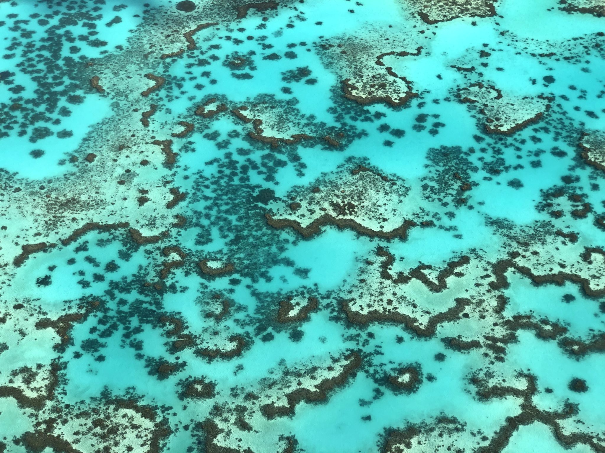 Past and Present Research | Coral Reef Ecosystems Lab