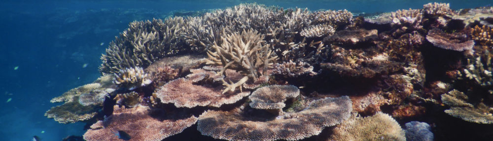 Coral Reef Ecosystems Lab